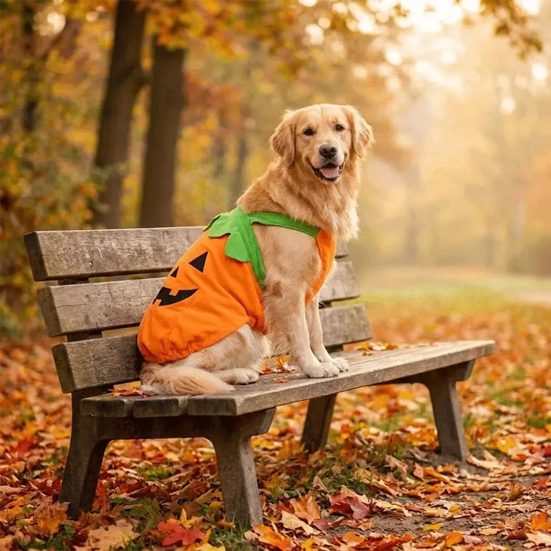 Halloween Pumpkin Pet Dress