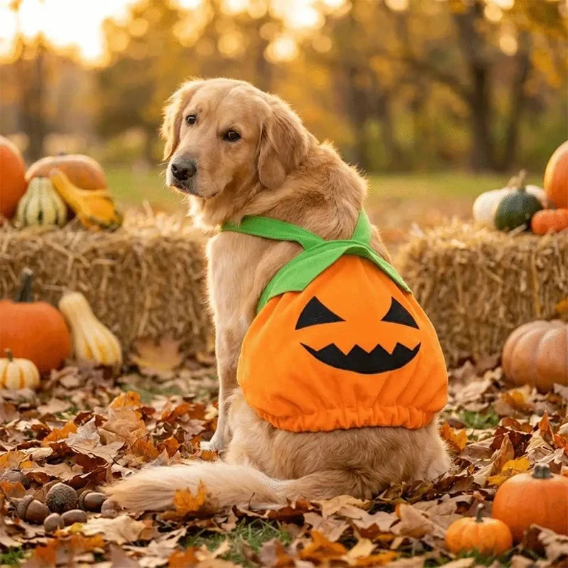 Halloween Pumpkin Pet Dress
