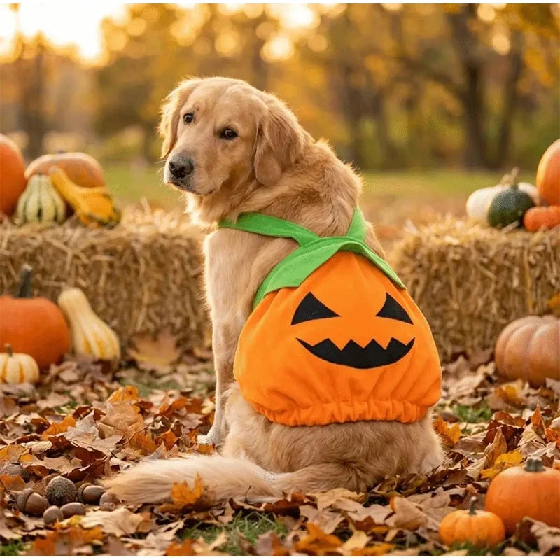 Halloween Pumpkin Pet Dress