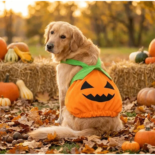 Halloween Pumpkin Pet Dress